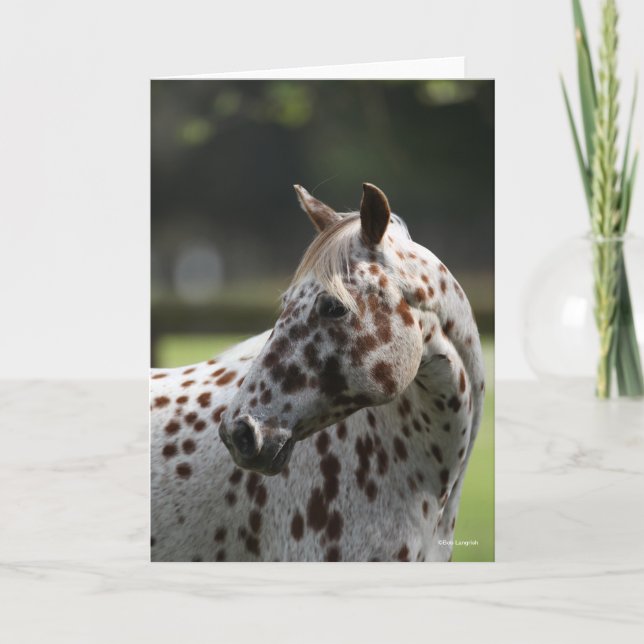 Tarjeta Bob Langrish | Cabecera Appaloosa Standing (Anverso)