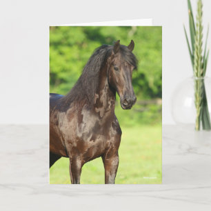 Tarjeta Bob Langrish   Cabecera Friesian Horse Standing