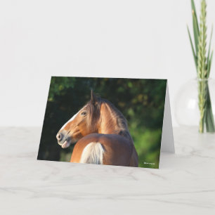 Tarjeta Bob Langrish   Cabeza de Clydesdale Horse