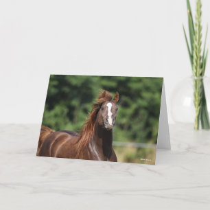 Tarjeta Bob Langrish   Captura de cabeza del Stallion árab