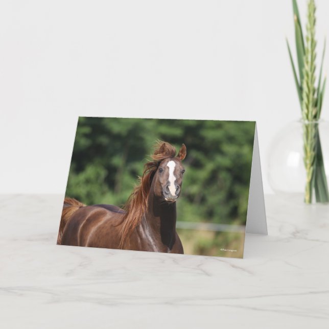 Tarjeta Bob Langrish | Captura de cabeza del Stallion árab (Anverso)