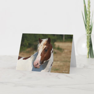 Tarjeta Bob Langrish   Captura de cabeza del Stallion Pint