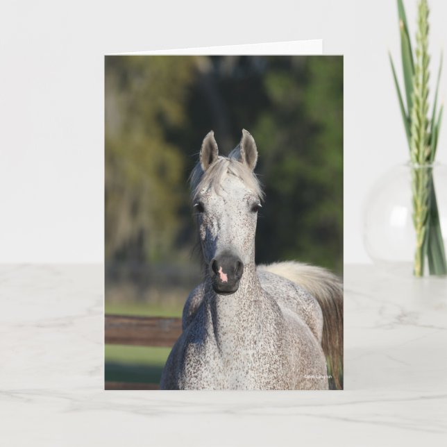 Tarjeta Bob Langrish | Captura de pantalla árabe gris (Anverso)
