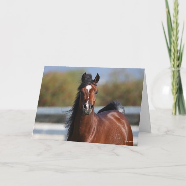 Tarjeta Bob Langrish | Captura de pantalla de Bay Arab Col (Anverso)