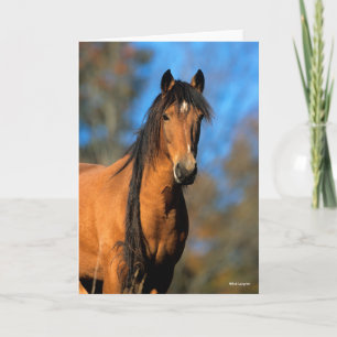Tarjeta Bob Langrish   Captura de pantalla de Choctaw Pony