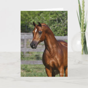 Tarjeta Bob Langrish   Captura de pantalla del Stallion Ár