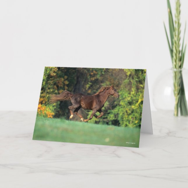 Tarjeta Bob Langrish | Carrera de caballos de Montaña Roco (Anverso)