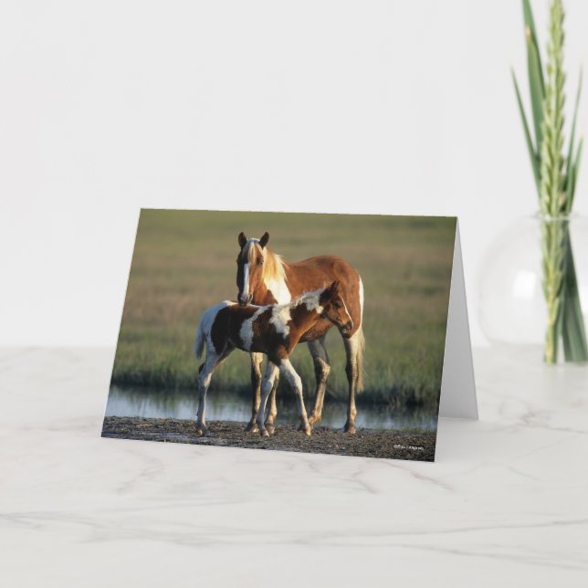 Tarjeta Bob Langrish | Chincoteague Mare y Foot Standing (Anverso)