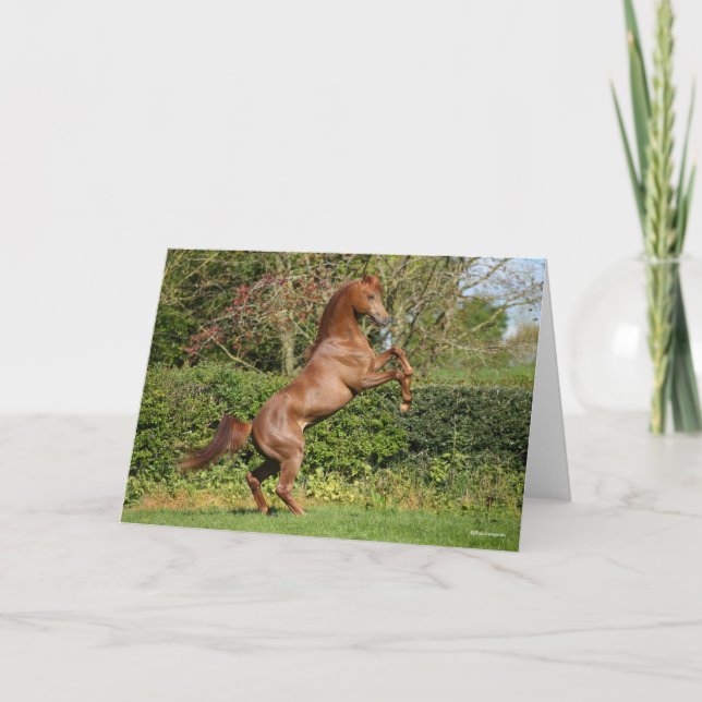 Tarjeta Bob Langrish | Crianza de sementales árabes de cas (Anverso)