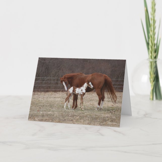 Tarjeta Bob Langrish | Cuarteto de yegua de caballo y pint (Anverso)