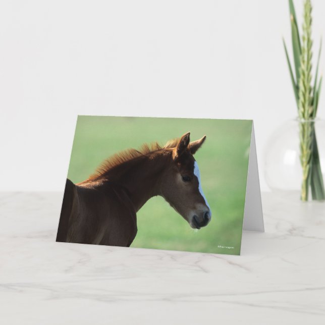 Tarjeta Bob Langrish | Cuartos de Carne de Caballo ilumina (Anverso)