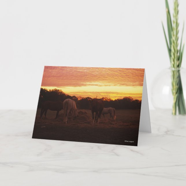 Tarjeta Bob Langrish | Cuatro caballos de jadeo al atardec (Anverso)