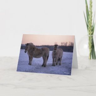 Tarjeta Bob Langrish   Dos Caballos De Fiordos De Nieve