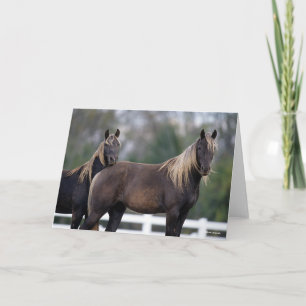 Tarjeta Bob Langrish   Dos caballos De Montaña Rocosos De 