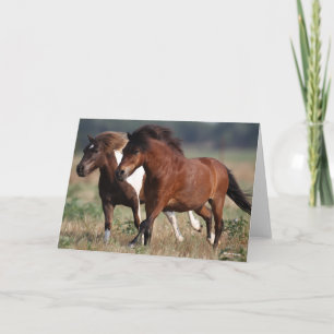 Tarjeta Bob Langrish Dos Shetland Ponies Corriendo Juntos