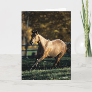 Tarjeta Bob Langrish   Dun Quarter Horse Running