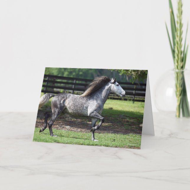 Tarjeta Bob Langrish | Estallido de Gray Lusitano de manza (Anverso)