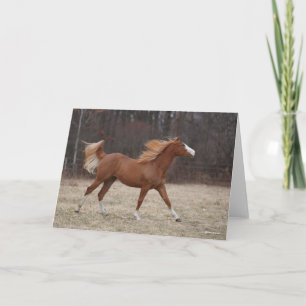 Tarjeta Bob Langrish   Exceso de pintura de caballos en ca