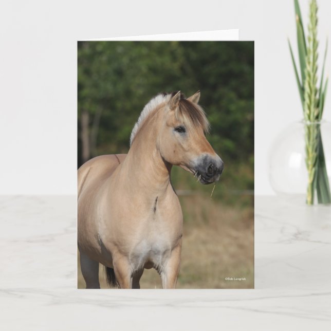 Tarjeta Bob Langrish | Fjord Horse Standing Headshot (Anverso)