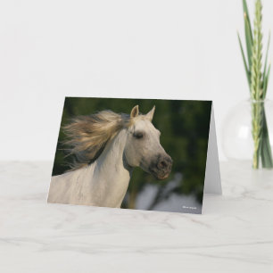 Tarjeta Bob Langrish Gray Andalucian Headshot Mane