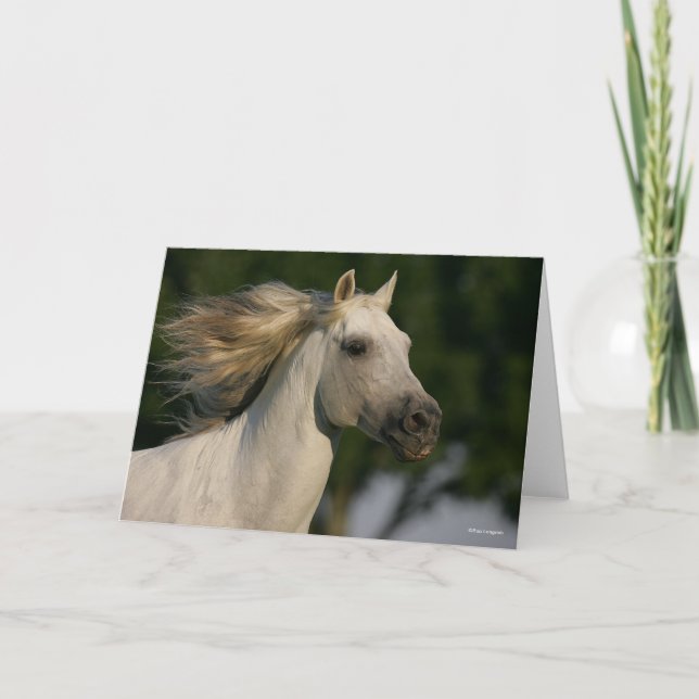Tarjeta Bob Langrish Gray Andalucian Headshot Mane (Anverso)