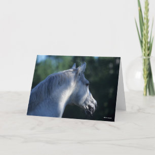 Tarjeta Bob Langrish   Gray Trakehner Stallion Headshot