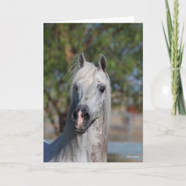 Tarjeta Bob Langrish | Grey Arab Stallion Headshot (Anverso)