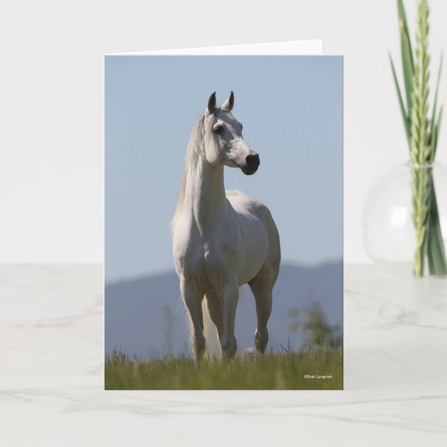 Tarjeta Bob Langrish | Grey Arab Stallion Standing (Anverso)