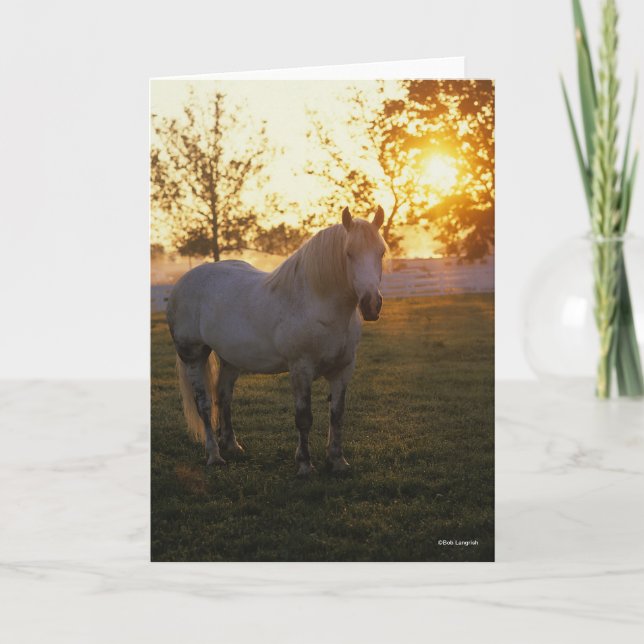 Tarjeta Bob Langrish | Grey Percheron Standing In Sunset (Anverso)