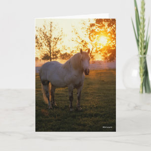 Tarjeta Bob Langrish   Grey Percheron Standing In Sunset