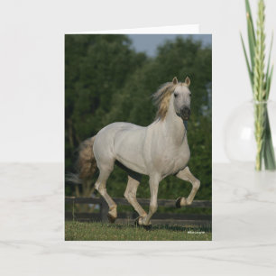 Tarjeta Bob Langrish   Gris andaluz