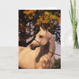 Tarjeta Bob Langrish   Gris Arab Stallion Headshot 4