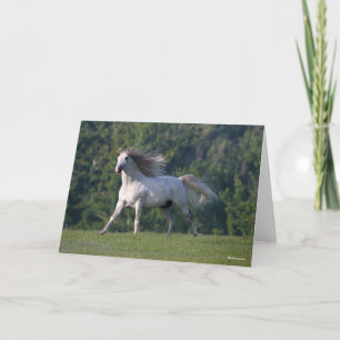 Tarjeta Bob Langrish   Gris Lusitano Stallion Running
