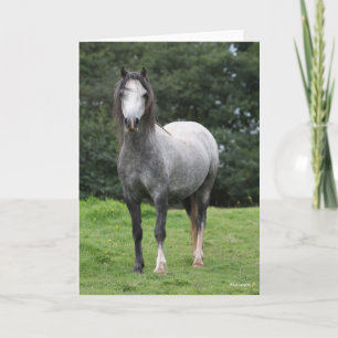 Tarjeta Bob Langrish   Gris Welsh Pony Standing