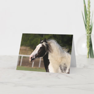 Tarjeta Bob Langrish   Gypsy Vanner Headshot