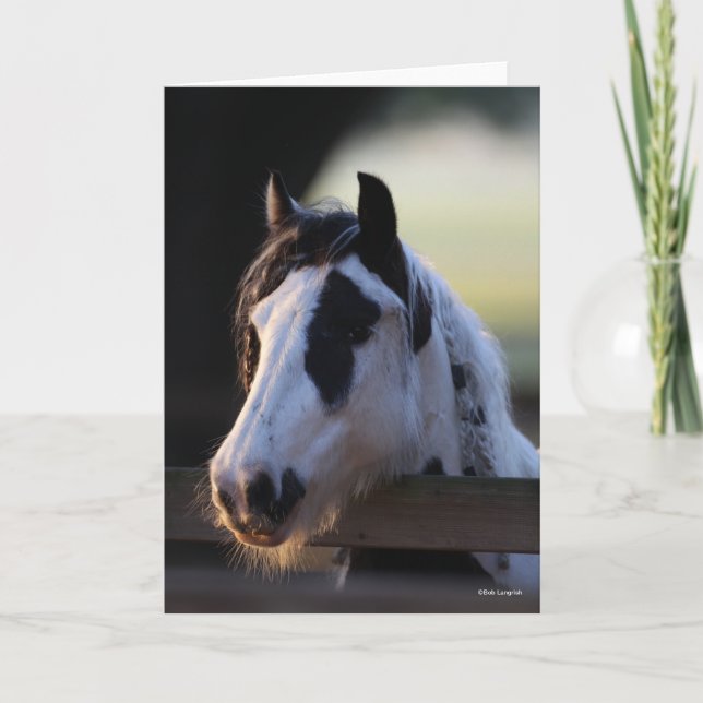 Tarjeta Bob Langrish | Gypsy Vanner mirando la cerca (Anverso)