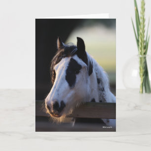 Tarjeta Bob Langrish   Gypsy Vanner mirando la cerca