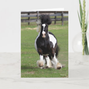 Tarjeta Bob Langrish   Gypsy Vanner Running
