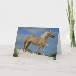 Tarjeta Bob Langrish   Haflinger En La Playa
