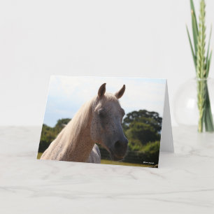 Tarjeta Bob Langrish   Iluminación de fondo del Stallion á