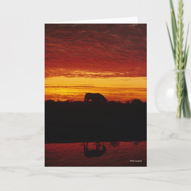 Tarjeta Bob Langrish | La fiebre del caballo árabe al atar (Anverso)