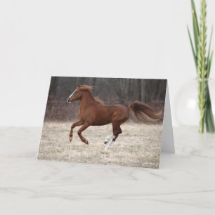Tarjeta Bob Langrish   Manejo de la Pony Hackney de castañ