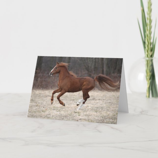 Tarjeta Bob Langrish | Manejo de la Pony Hackney de castañ (Anverso)
