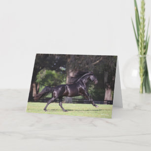 Tarjeta Bob Langrish   Nacimiento lusitano negro