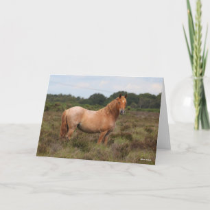 Tarjeta Bob Langrish   Nuevo Pony Forestal De Pie En El Es