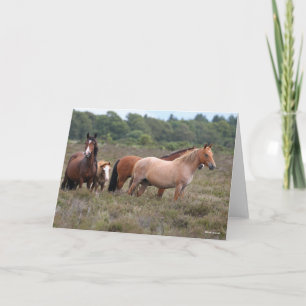 Tarjeta Bob Langrish Nuevos ponis y potros forestales