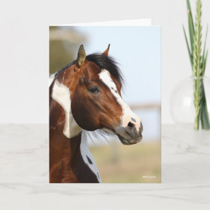 Tarjeta Bob Langrish   Paint Horse Stallion en la cabeza