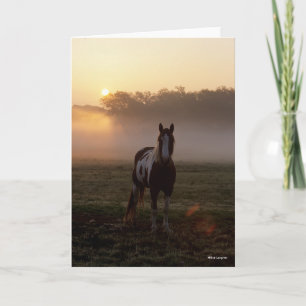 Tarjeta Bob Langrish   Paint Horse Standing Mist Sunrise