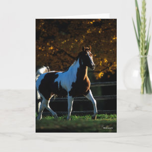 Tarjeta Bob Langrish   Paint Horse Walking Backlit Otoño