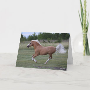 Tarjeta Bob Langrish   Palomino Welsh Pony Running